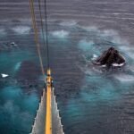 ¿Para qué sirven los misteriosos anillos de burbujas de las ballenas jorobadas?