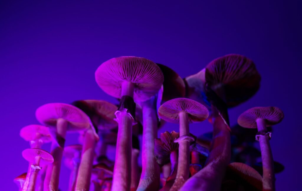 Clérigos consumieron psilocibina por motivos estrictamente científicos: fueron mejores líderes espirituales