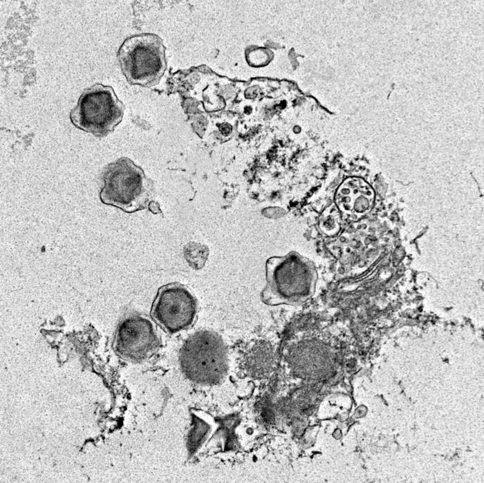 Descubren 230 virus gigantes en el oceáno que podrían desestabilizar ecosistemas enteros